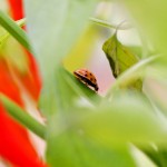 Around the Neighbourhood – Plants